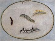 Caterpillars Maria Sibylla Merian